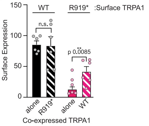 Expression of TRPA1 in the plasma membrane.jpg